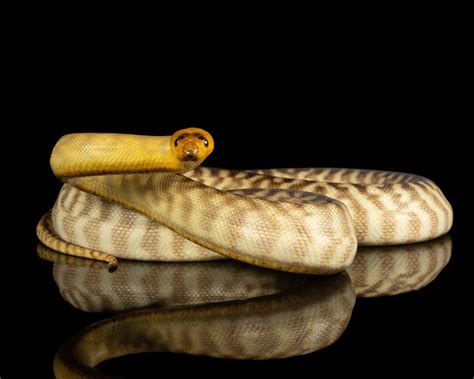Woma Pythons — Zion Hill Exotics