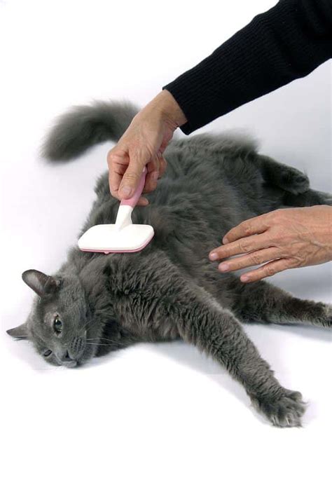 Unlike humans (and some dog breeds), a cat's hair grows to a certain another common cause of excessive shedding in cats is stress or anxiety. Best Cat Food for Shedding : 3 Awesome Solutions to Cat ...