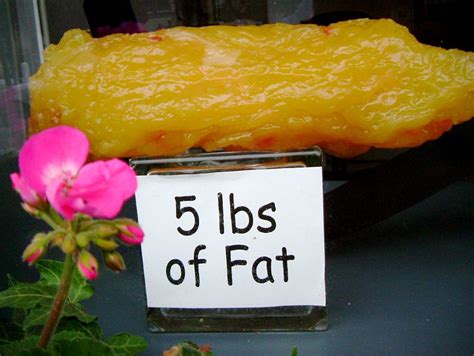 Image 5 Lbs Of Fat Size 1000 X 752 Type  Posted On December