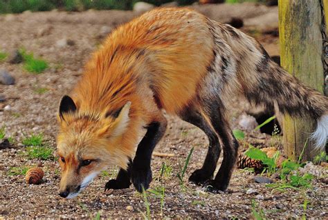Red Fox Strange Food Diet Habits About Wild Animals