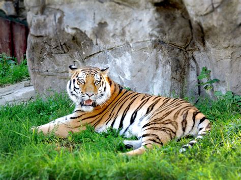 Free Images Animal Wildlife Zoo Fauna Tiger Moscow Big Cats