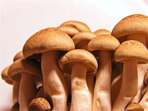 12 Types Of Japanese Mushrooms And Health Benefits