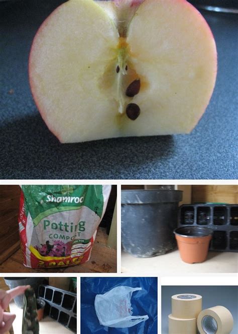 How To Grow Apple Trees From Seed