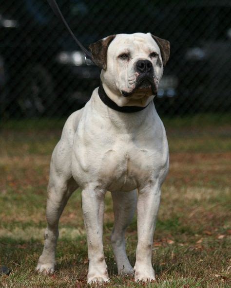It stands about 22 to 27 inches at the shoulder. American Bulldog | ABKN | Bulldog breeds, American bulldog ...