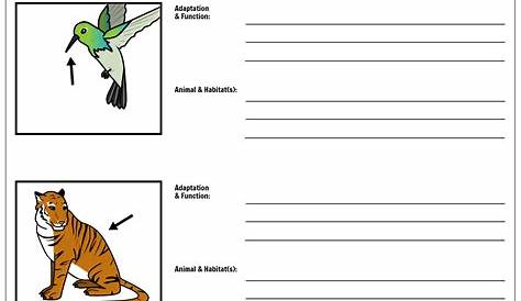 Adaptation Function Worksheet Storyboard by kristen