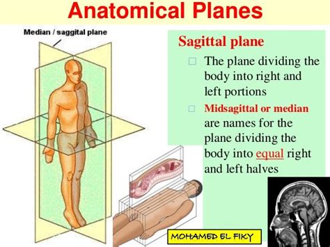 Introduction To Anatomy Bmc