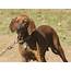 Plott Hound Breed Guide  Learn About The