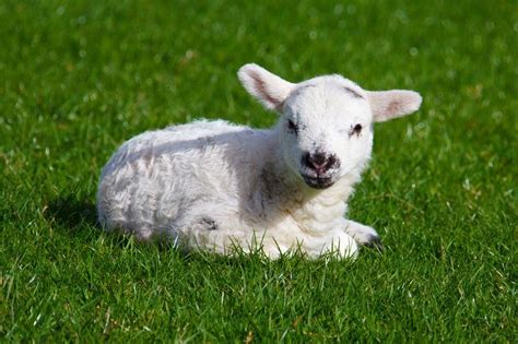 Cute White Lamb On The Green Grass Free Image Download