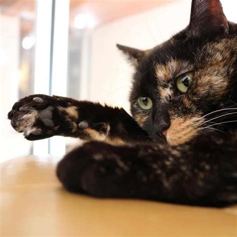 Welcome to the black cat cafe. Where to Eat in Downtown Pittsburgh Right Now