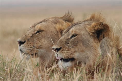 Lions In The Serengeti Serengeti Serengeti Africa Animals