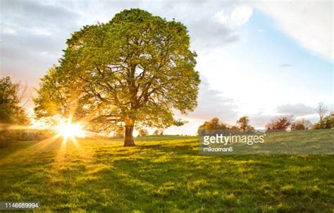 One Tree Forest Photos And Premium High Res Pictures Getty Images