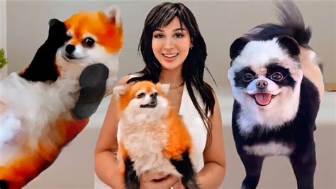 Sssniperwolf Got New Pets 🐶 Ashe And Lumpy Not Click Bait Youtube