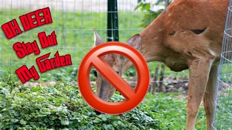 How To Stop Deer From Eating Your Plants Garden Chemical Free Youtube