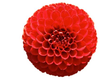 Red Pompom Chrysanthemum Transparent Png Stickpng