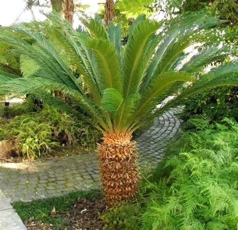 Sago Palm Trees Garden View Landscape Nursery And Pools