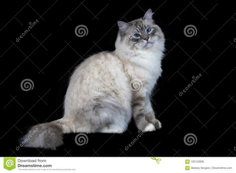 Funny White Fluffy Blue Eyed Cat Isolated On Black Stock Photo Image