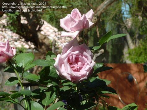 Plantfiles Pictures Hybrid Tea Florists Rose Sterling Silver Rosa