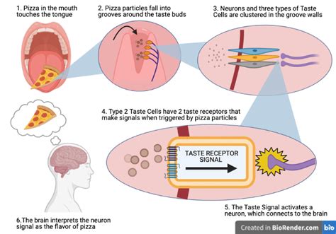 The Evolution Of Taste And Smell Cgonzsciencecom
