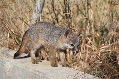 If Youve Been Seeing Adorable Gray Fox Pups Around The Bay Area Lately