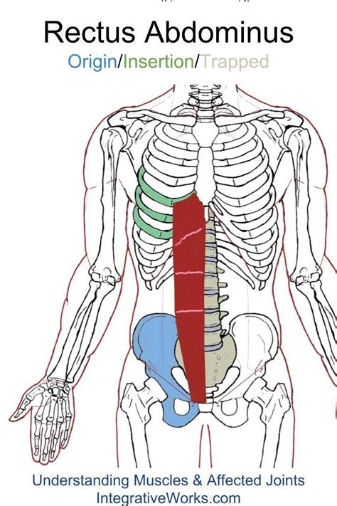 In most tetrapods, ribs surround the chest, enabling the lungs to expand and thus facilitate breathing by expanding the chest cavity. Pin on Abdominals - Origin / Insertion