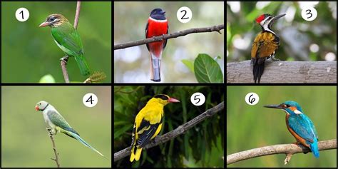 Bird Watching In Kerala Rekindle Your Love For Nature