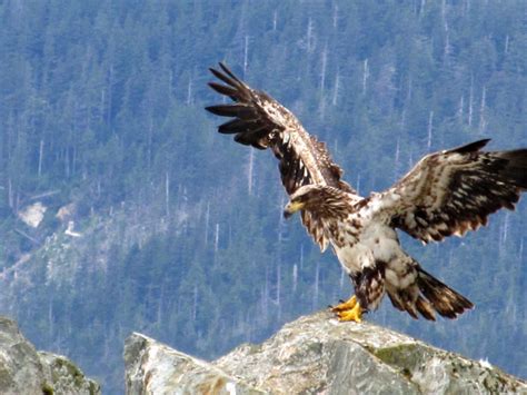 Eagle Landing Free Stock Photo Public Domain Pictures