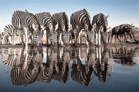 South African Safari Offers Exquisite Spots For Wildlife Photographers