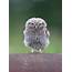 Fluffy Little Owl Owlet Photograph By Peter Walkden