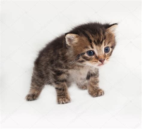 Little Tabby Kitten Standing On Gray — Stock Photo © Darzyhanna 76179213