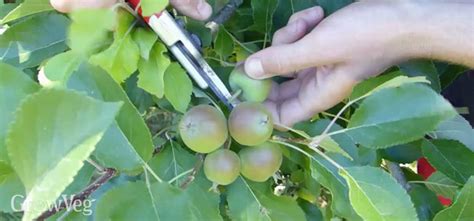 Growing Fruit Why Thinning Creates A Better Harvest