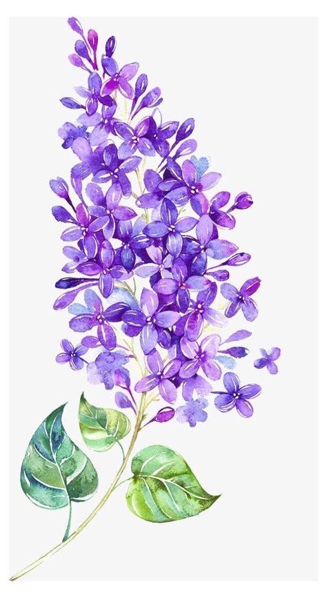 Lilac Flower Drawing Simple Lilacflowerdrawingsimple Lilac