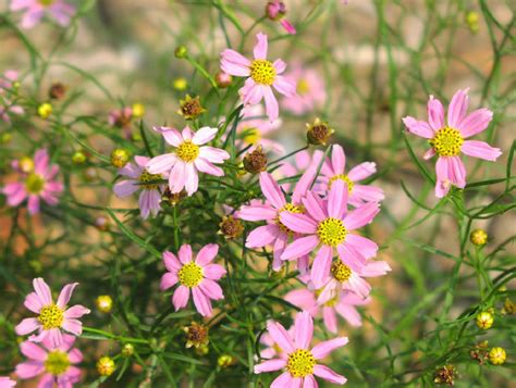 Plantfiles Pictures Coreopsis Species Pink Tickseed Rose Coreopsis