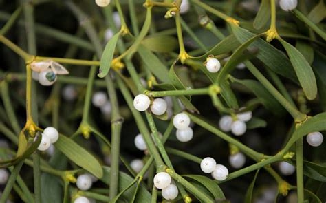 How To Grow Mistletoe A Step By Step Guide The Telegraph