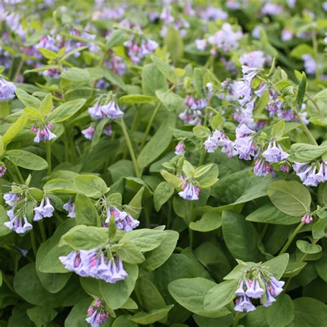 Bare Root Virginia Bluebells Mertensia Virginica Monticello Shop