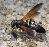 Parasitic Ground Nesting Wasp Tachytes Guatemalensis Bugguidenet