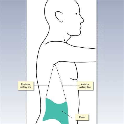 Flank Region Of The Anatomy Trialexhibits Inc