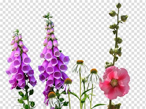 Wildflower Wild Flowers Transparent Background Png Clipart Hiclipart