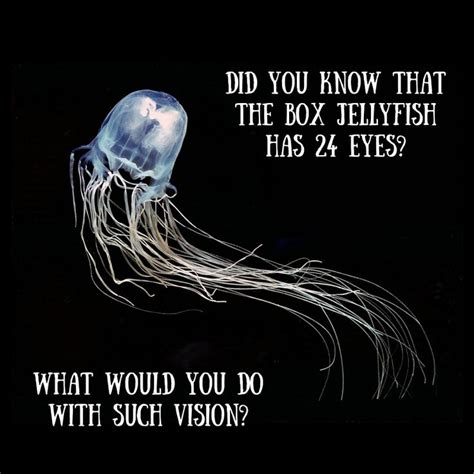 Did You Know That The Box Jellyfish Has 24 Eyes Animal Facts