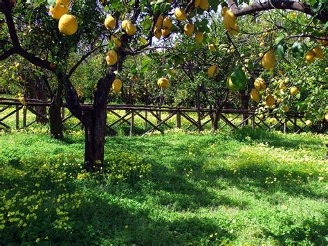 To Have An Orchard Of Meyers Lemon Trees Would Be To Know The Scent Of