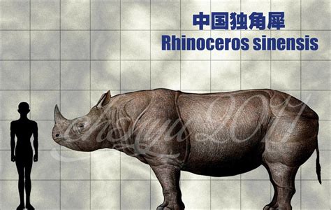 Rhinoceros Sinensis By Sinammonite On Deviantart Extinct Animals