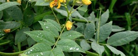 We did not find results for: Coffee Weed, Coffee Senna, Stinking Weed, Stinking Wood Senna occidentalis