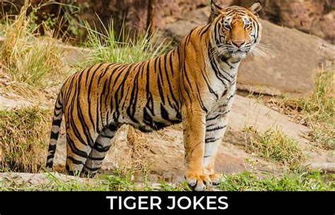 144 Tiger Jokes And Funny Puns Jokojokes