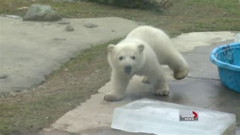 Three Baby Polar Bears Die At Toronto Zoo Youtube