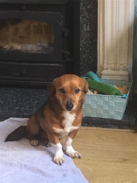 bobby  year  male dachshund dog  adoption