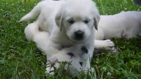 Visit us on youtube for all the feels of puppies playing. "White", "European" or "English Creme" Golden Retriever ...