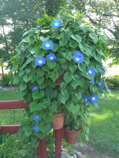 I Tried Something Different With Morning Glories This Year I Planted