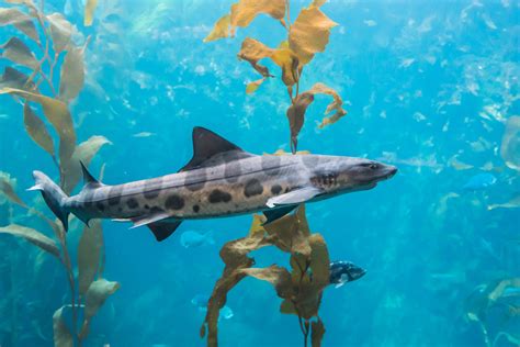 Why Are Hundreds Of Leopard Sharks Washing Up In San