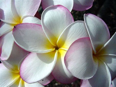 Hawaiian Flower Desktop Wallpapers Top Free Hawaiian Flower Desktop