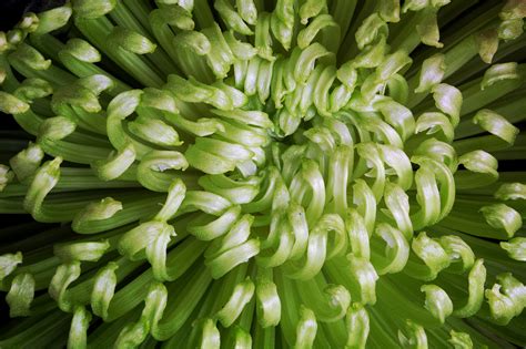 Maybe you would like to learn more about one of these? 10 green blooms for St Patrick's Day! - Michael Perry - Mr ...