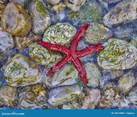 Red Sea Star Closeup Stock Photo Image Of Color Isolated 33013880